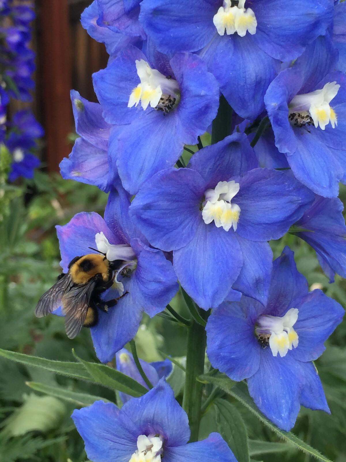 150 seeds DELPHINIUM KING ARTHUR Royal BLUE / PURPLE Tall perennial +gift