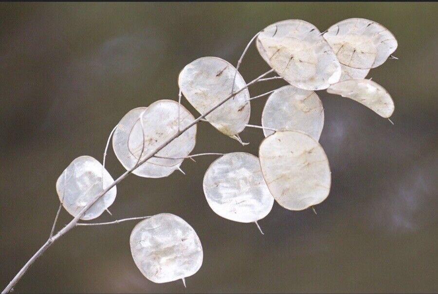 Lunaria Annua / Money Plant / Silver Dollar – Decorative Purple Flower 20 Seeds