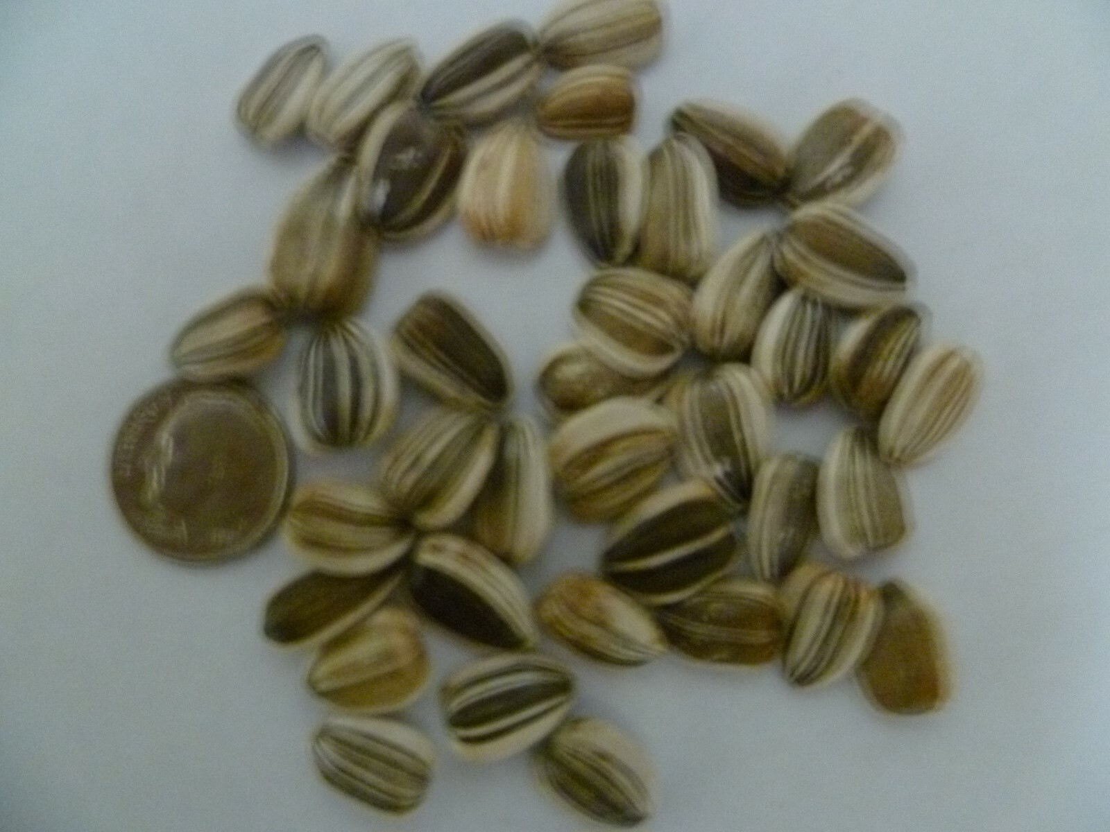 1,000 Maximilian Sunflower Seeds NON-GMO Free Shipping