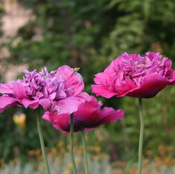 Poppy VIOLETTA BLUSH Pink/Purple LARGE BLOOMS TALL Pollinators NonGMO 1000 Seeds