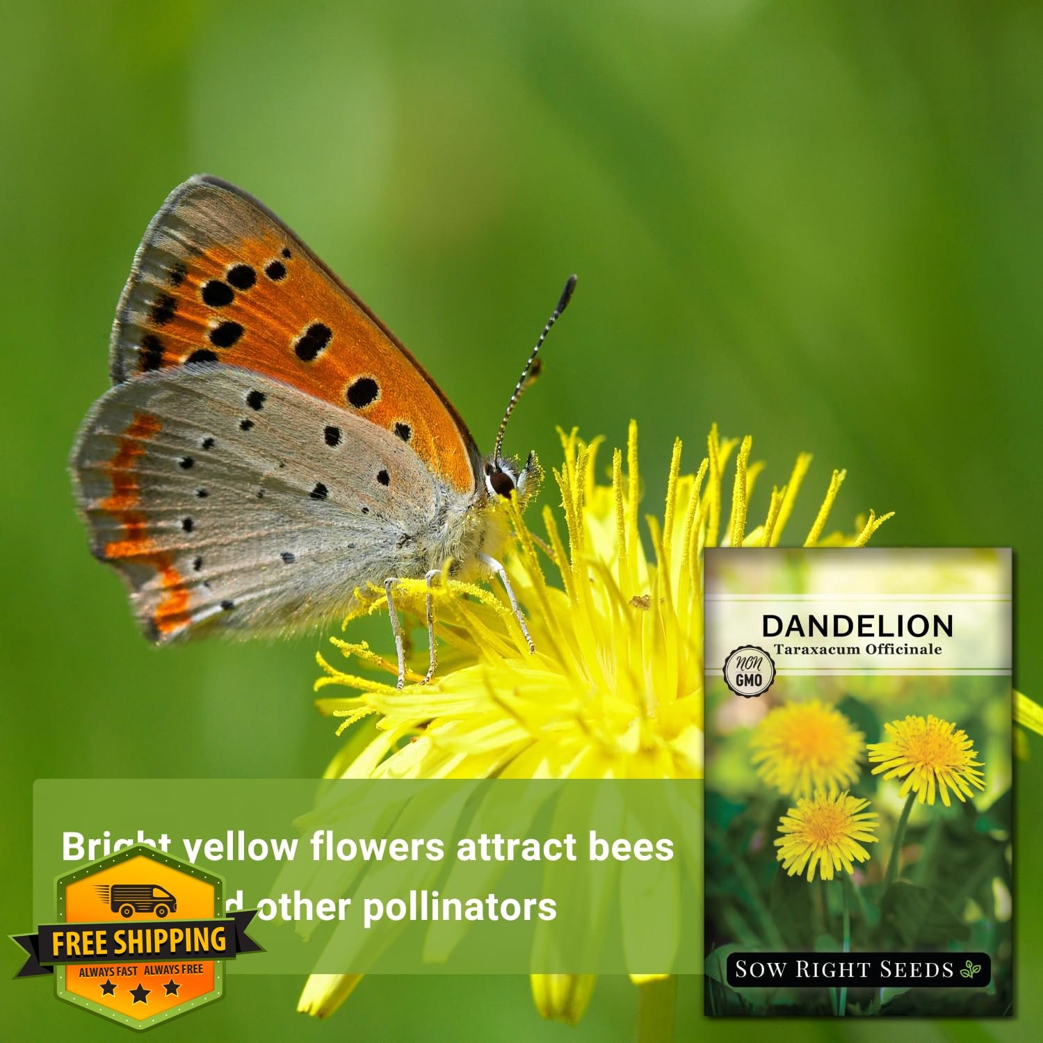 Sow Right Seeds Dandelion Seeds 3 Pack