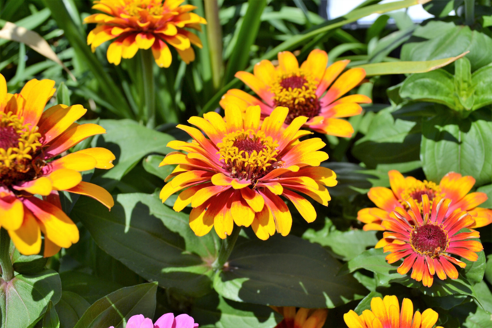 50 SOMBRERO ZINNIA Elegans Mexican Zinnia Haageana Orange Red Yellow Flower Seed