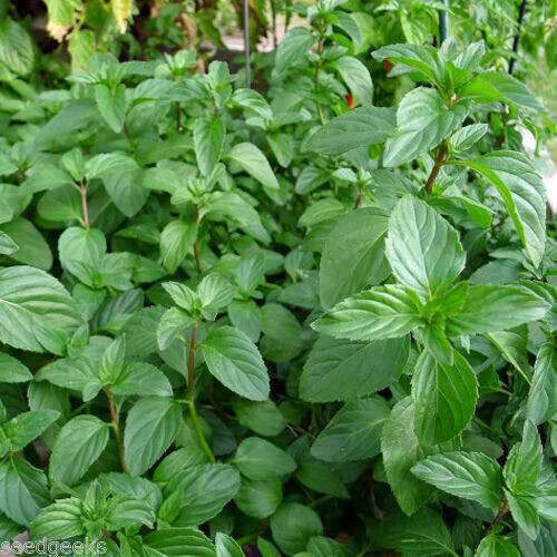 SCARBOROUGH SEEDS 500 Lemon Basil Herb Heirloom Seeds – Non-GMO