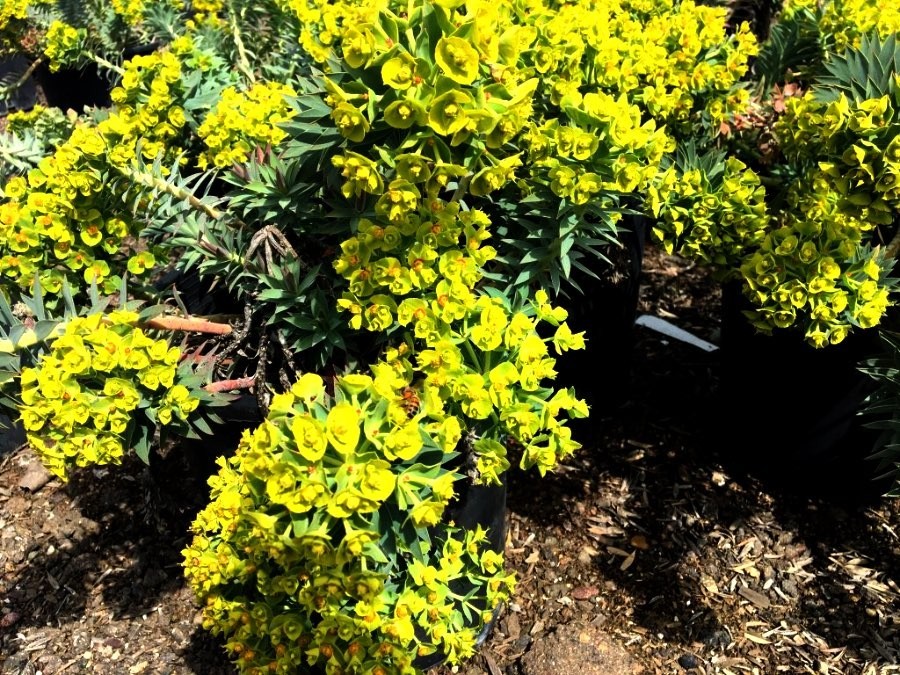Euphorbia GOPHER PURGE Perennial Seeds Deer & Drought Resistant Landscape Plant