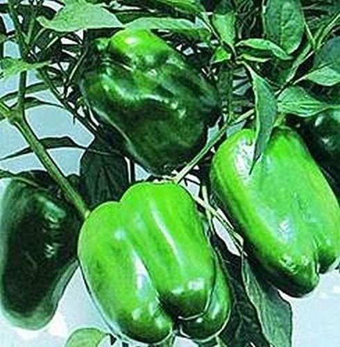Keystone Resistant Giant Sweet Bell Pepper Seeds