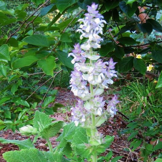 Clary Sage BLUISH WHITE Salvia sclarea 2-4′ Perennial USA Non-GMO 100 Seeds!
