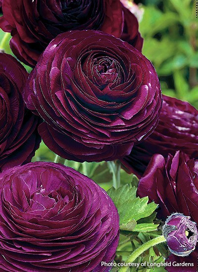 Purple Ranunculus Flowers 15 Bulbs Buttercup Peony Rose Wedding Flowers Planting