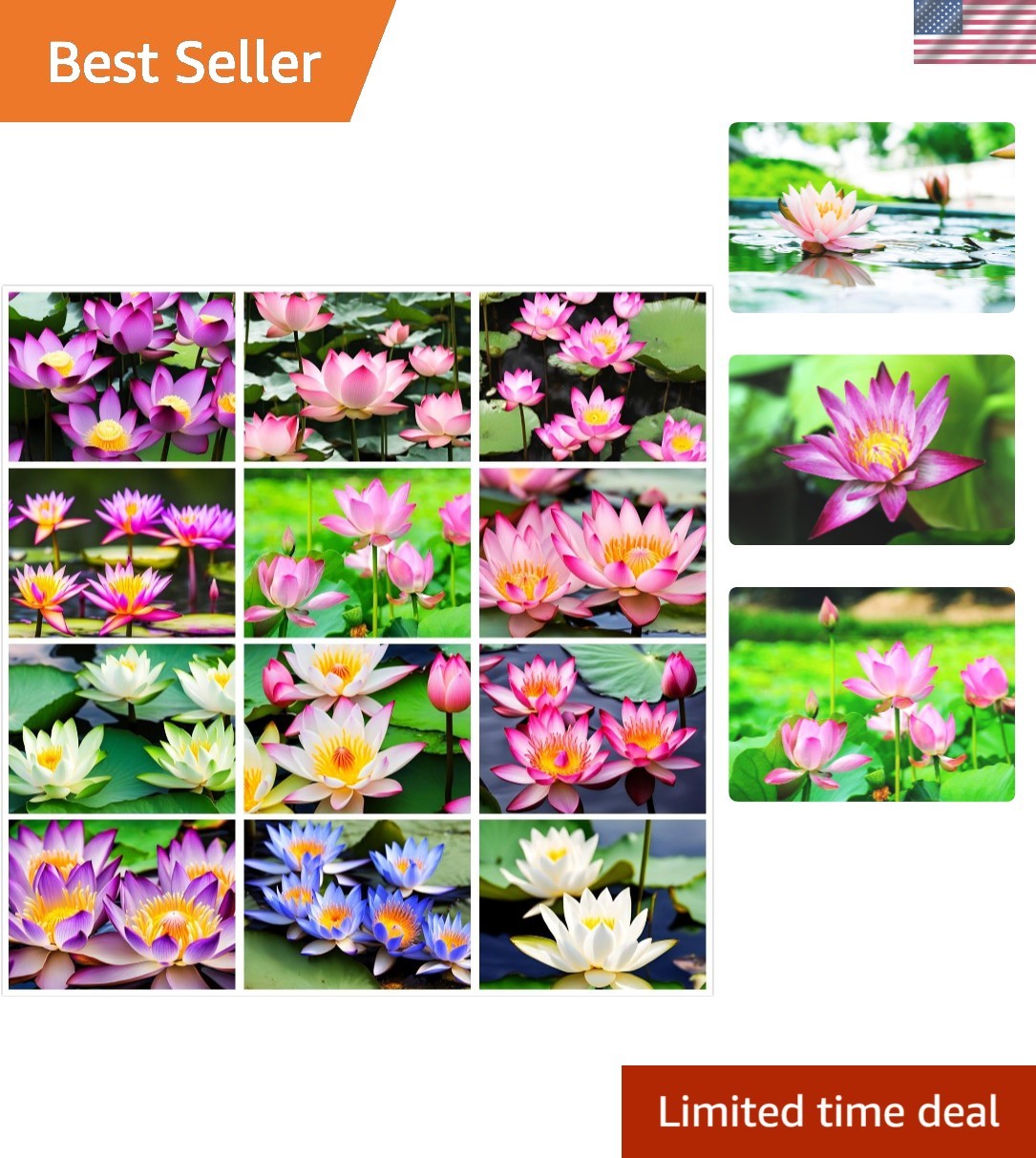 30 Heirloom Mixed Water Lily & Lotus Seeds – Attract Pollinators to Your Pond