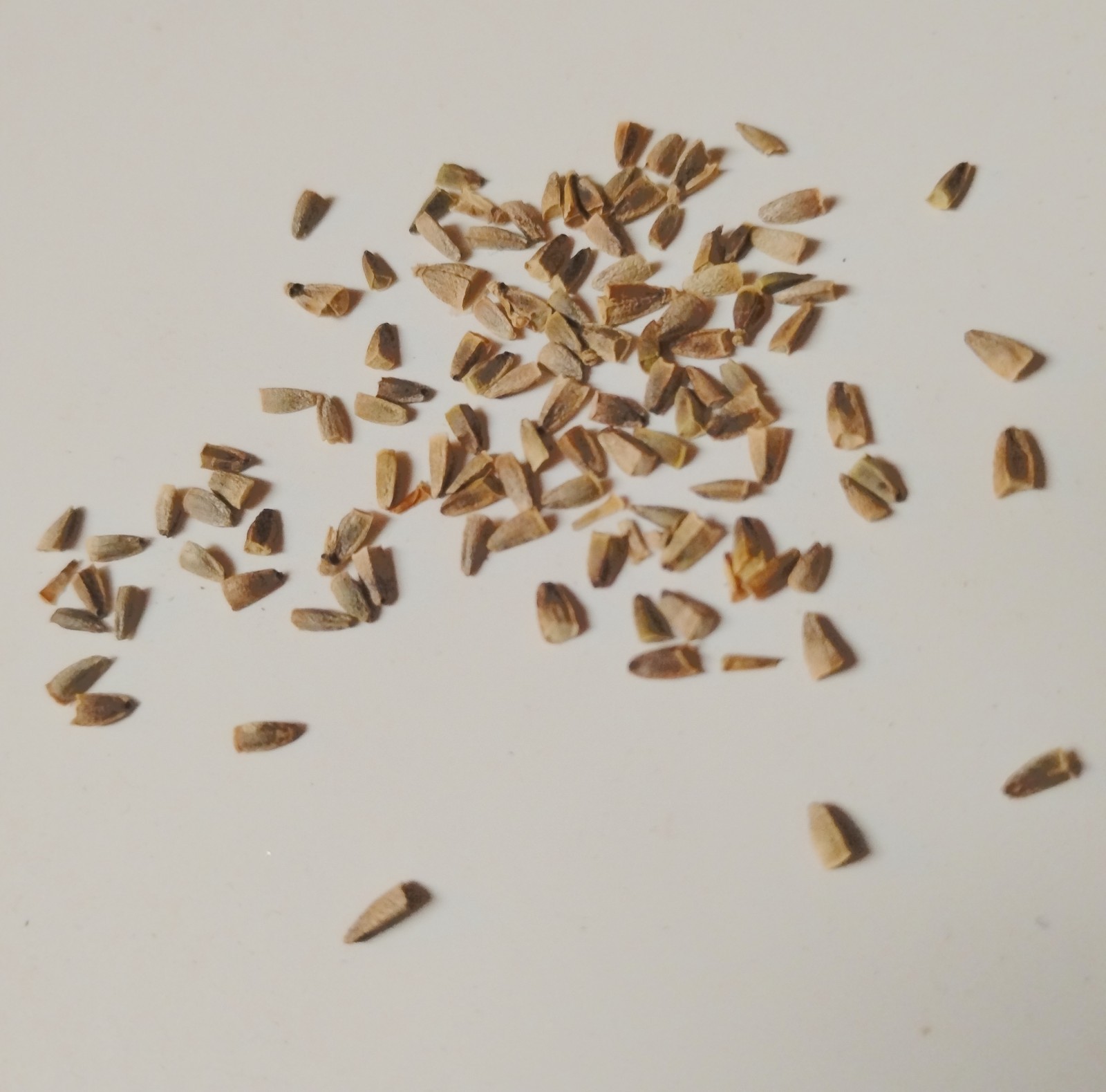 5 Fresh Lagochilus inebrians Seeds (Turkistan Mint) – Extremely Rare Seeds!