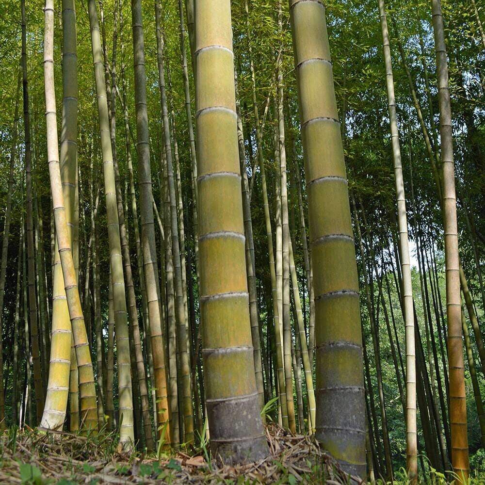 500 + MOSO Bamboo Seeds. Giant Phyllostachys edulis. USA Seller, Fast Shipping