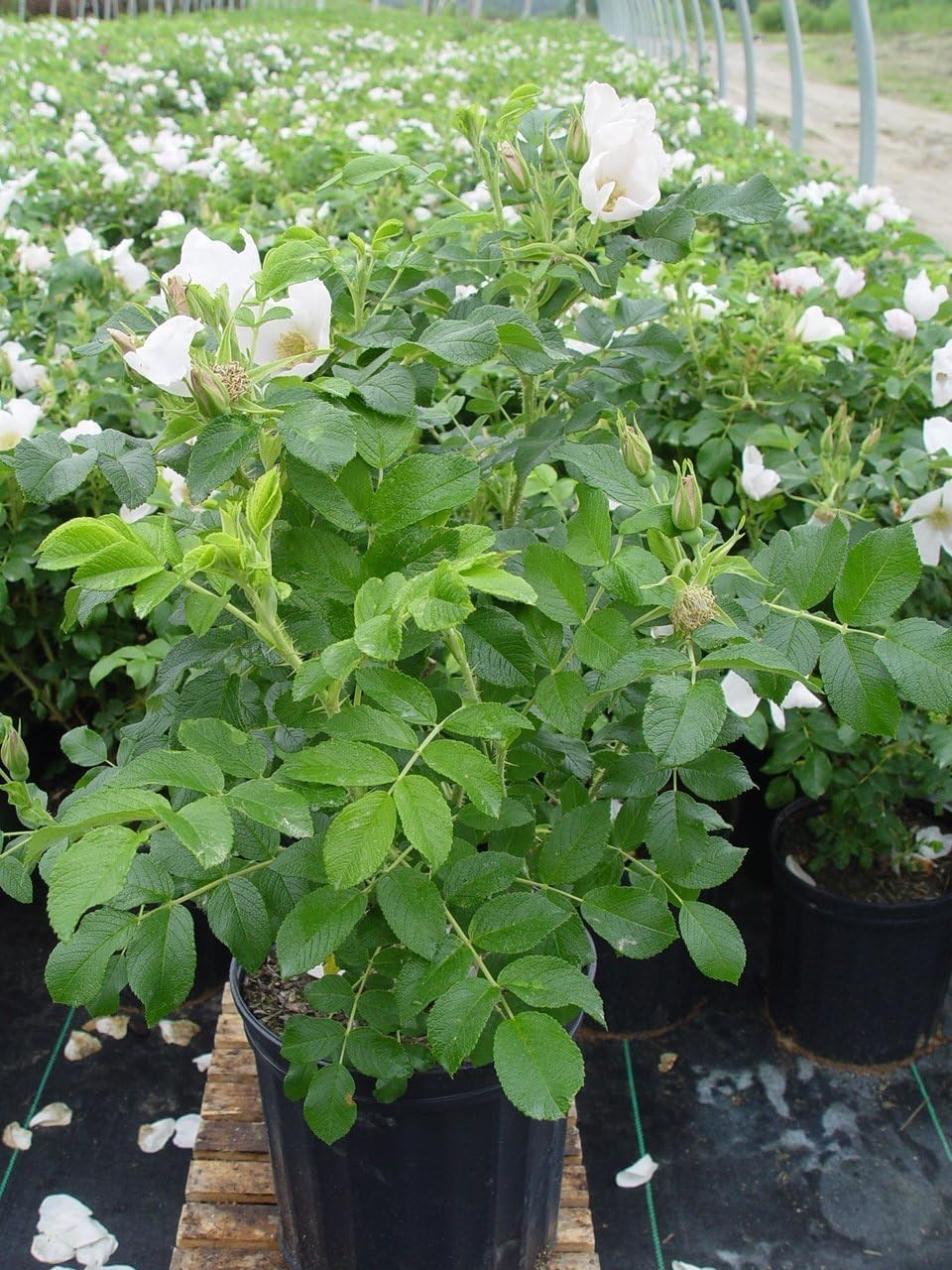 White Rugosa Rose Plant – Hardy & Beautiful