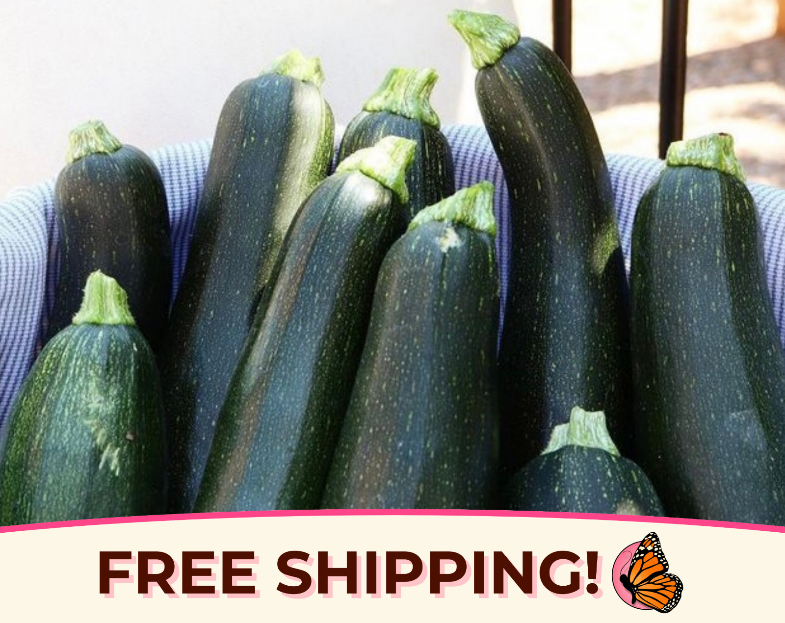 45+ Zucchini Seeds ‘Black Beauty’ | Heirloom, Non-GMO, Vegetable Gardening Seed
