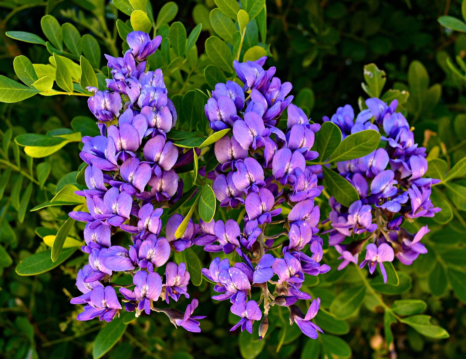 10 TEXAS Mountain LAUREL Sophora Secundiflora Mescal Tree Purple Flower Seeds
