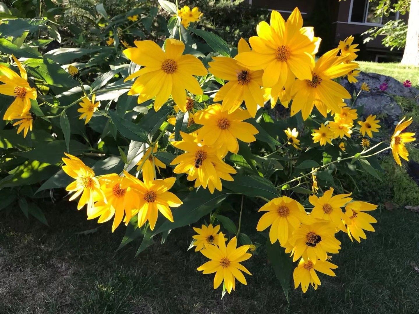 Jerusalem Artichoke (Helianthus tubersosus) Live Plant, Earth Apple, Sunchoke洋姜