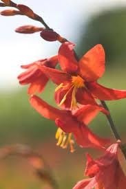 3 “Babylon” Crocosmia Bulbs (Not Plants)- Top Size 7 cm – US Seller