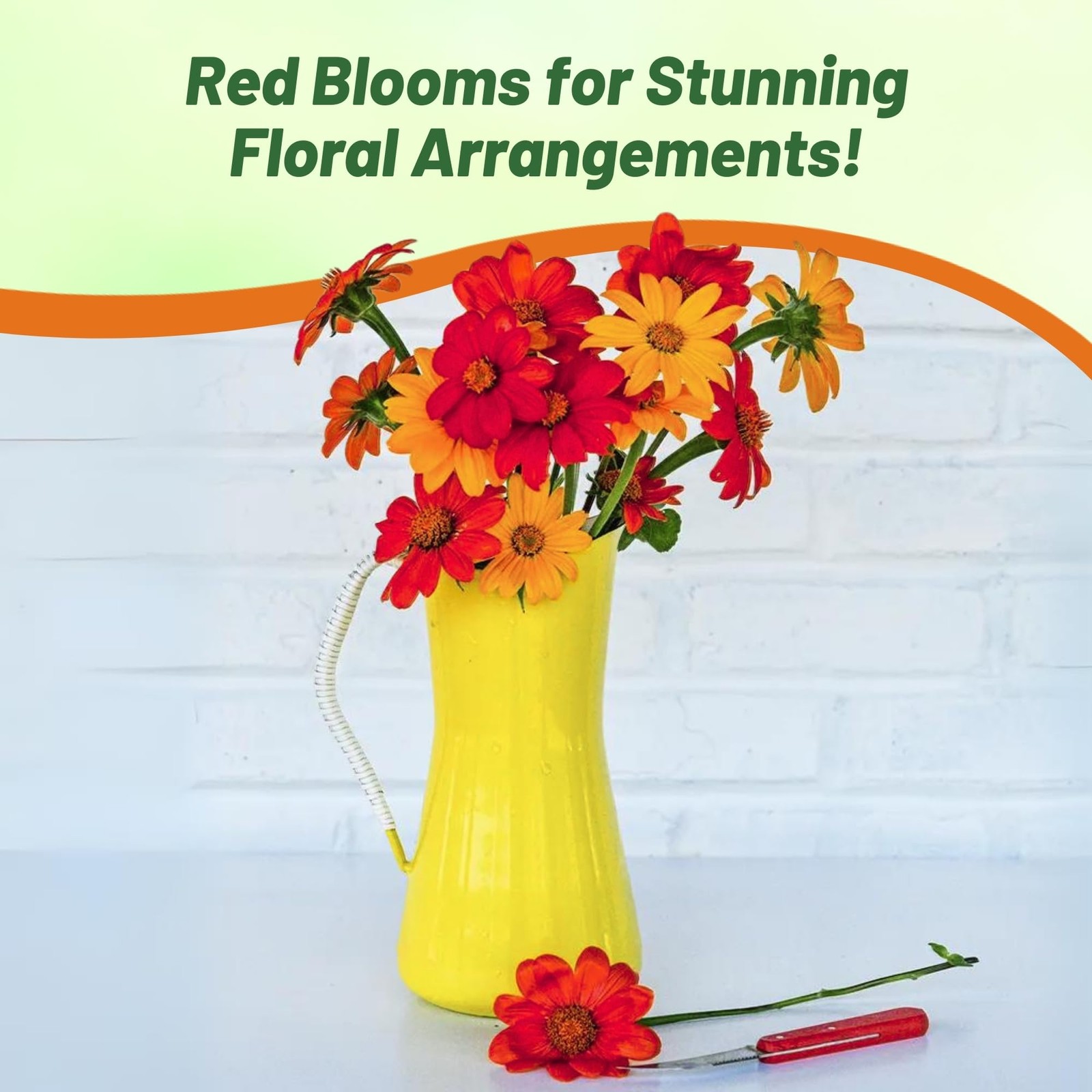 Red Torch Mexican Sunflower Seeds – Fast-Growing, Drought-Tolerant Annuals