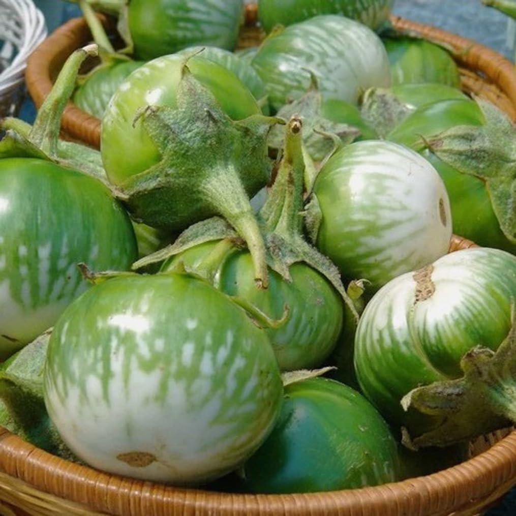 30PCS round Thai Green Eggplant Seeds Solanum Melongena Southeast Asian Eggplant