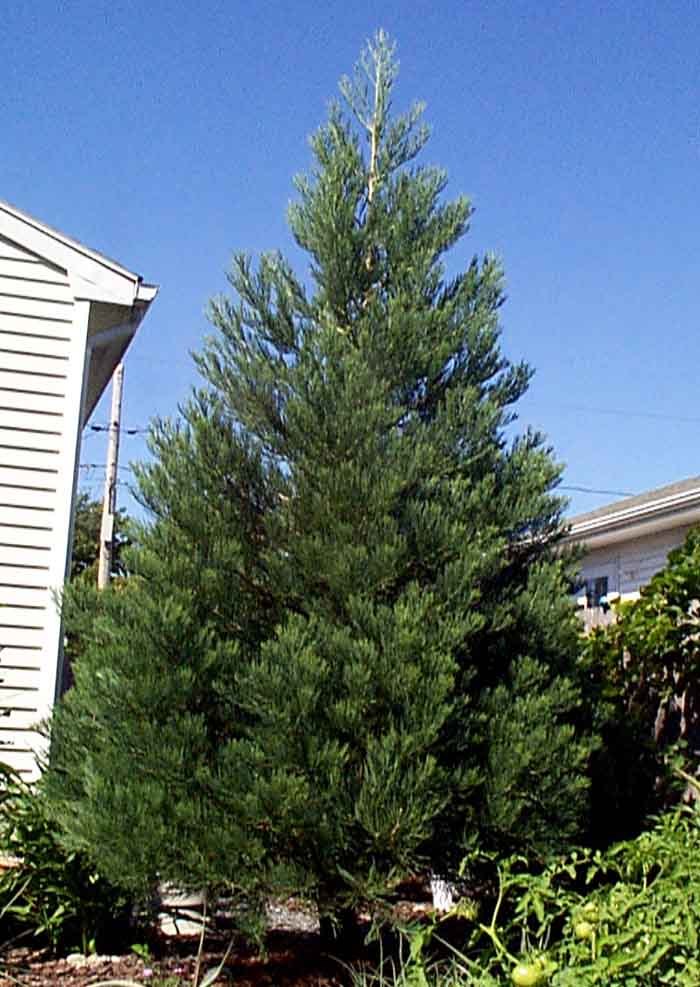 Giant Sequoia, Sequoiadendron giganteum, Tree Seeds (Fast, Evergreen)