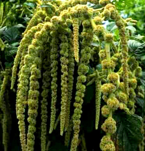 Love Lies Bleeding Seeds, Green, Tassel Flower, Amaranthus, Heirloom Seeds 50ct