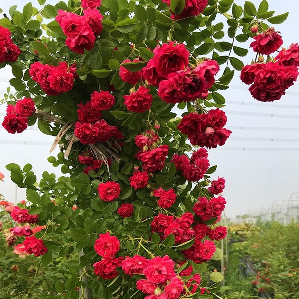 Long-Blooming Mix Climbing Rose Seeds – 200+ Heirloom Seeds for All Seasons