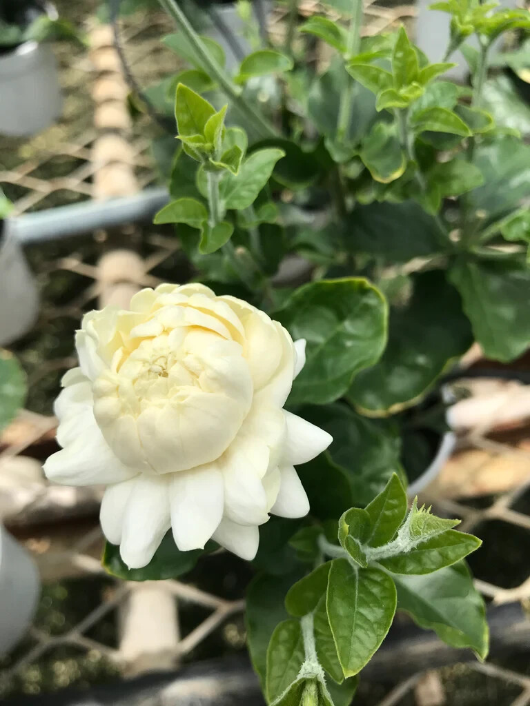 Grand Duke of Tuscany Jasmine~Jasminum Sambac~~SMALL Rooted STARTER Plant~