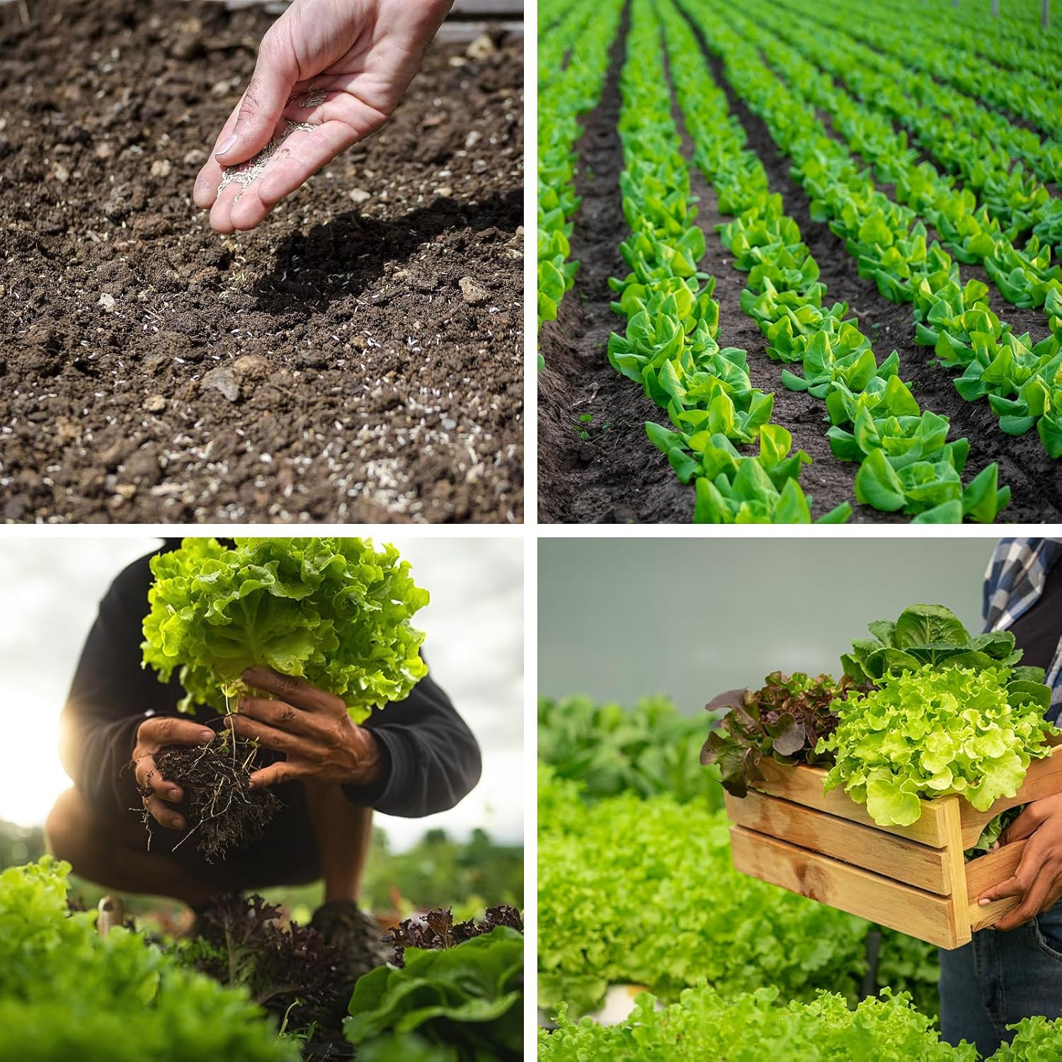 20,000+ Lettuce Seeds, Heirloom Vegetable Seed for Planting Indoor Outdoor, 10 V