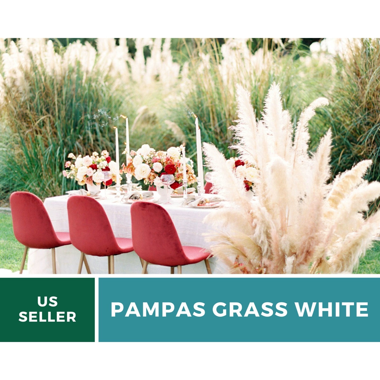Pampas Grass, White – 100 Seeds – Heirloom Ornamental Grass – Elegant and Airy