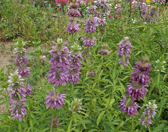 250 Lemon Mint Seeds Culinary Garden Herb Monarda citriodora