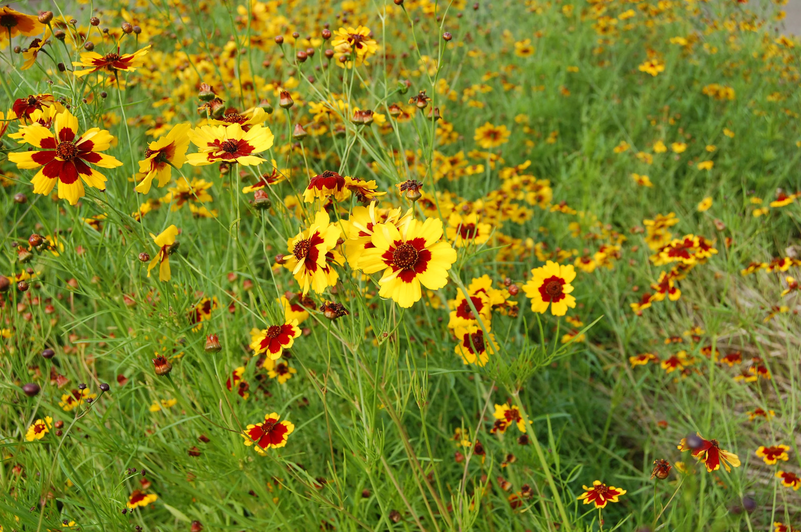 Plains Coreopsis Seeds | Mississippi Tickseed Calliopsis Wildflower Seed 2025