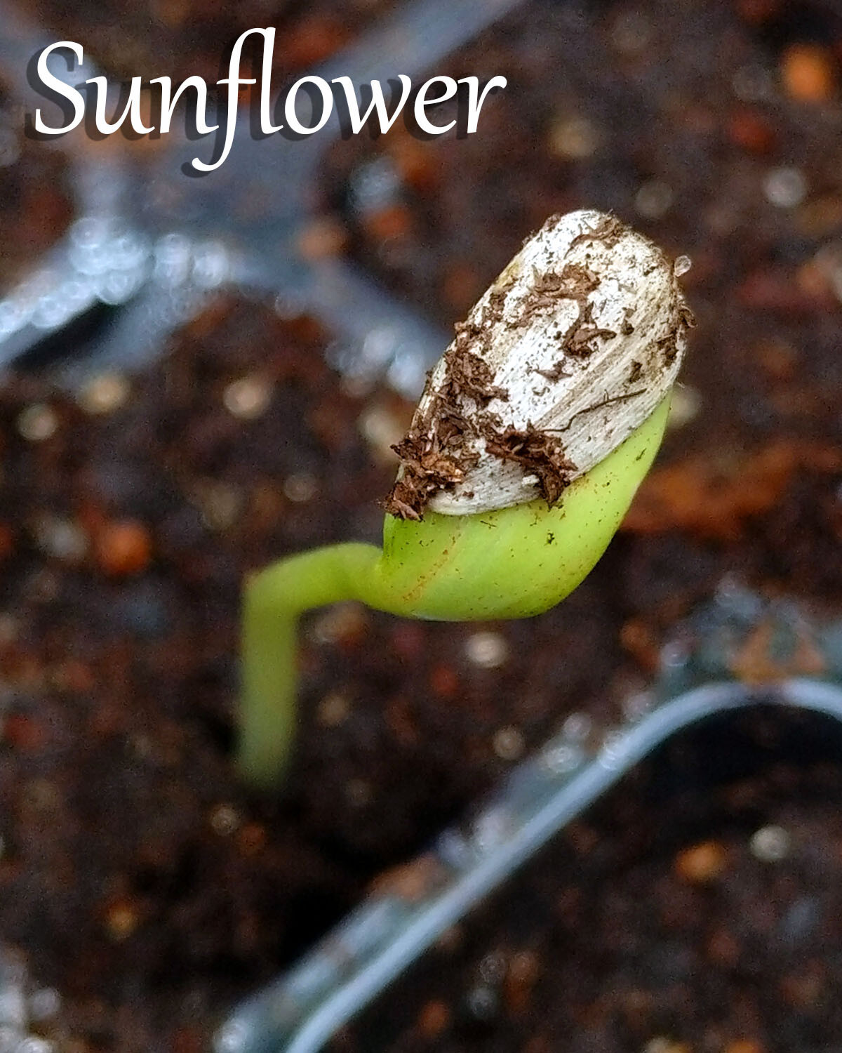Mammoth Grey Stripe Sunflower 15 SEEDS BIG!!