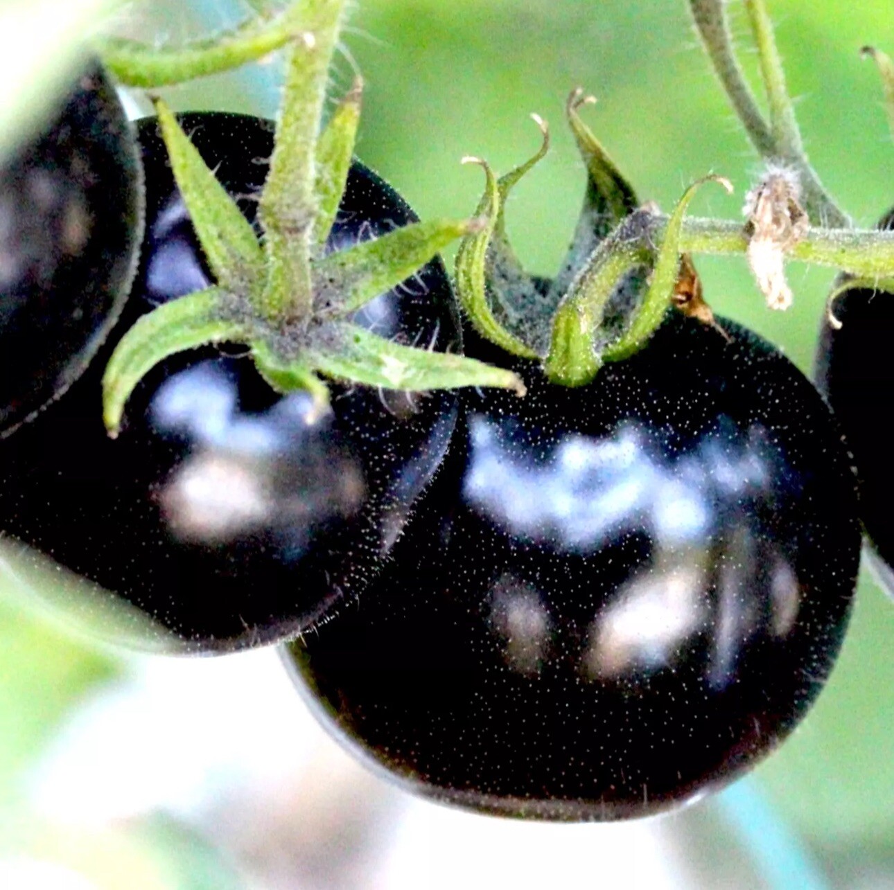 100 EUROPEAN BLACK CHERRY TOMATOES SEEDS SWEET TASTY HEIRLOOM NON-GMO RARE JUICY