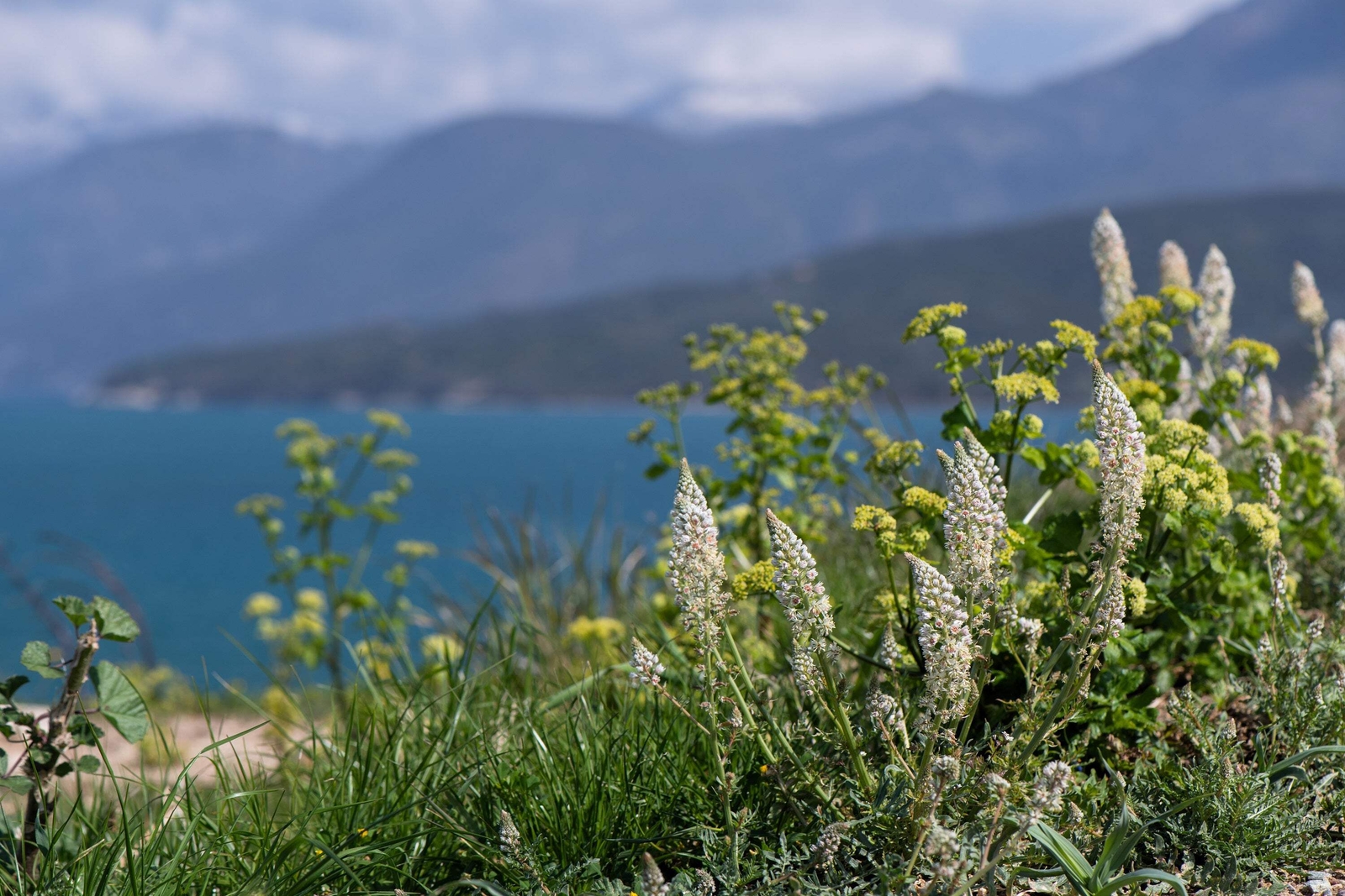 200 WHITE MIGNONETTE Reseda Alba VERY FRAGRANT Flower Seeds *Flat S/H