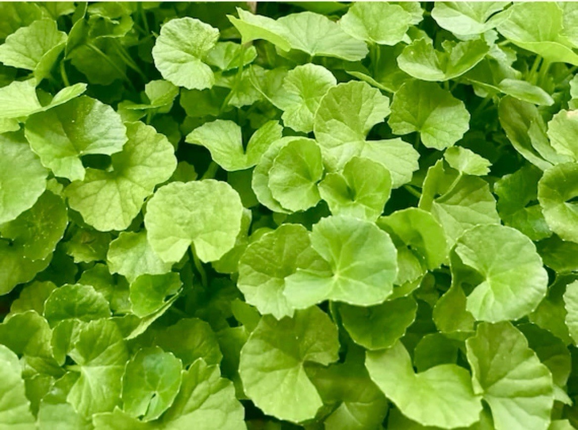 Indian Pennywort, Centella Asiatica, Gotu Kola, Rau Má – 12 bareroot plants