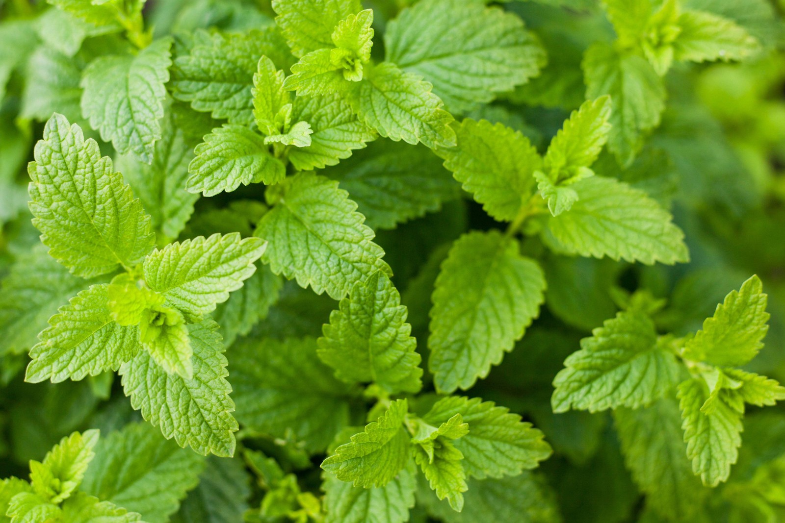 200 Lemon LEMONY CATNIP Nepeta Cataria Citrodoria Herb Flower Seeds