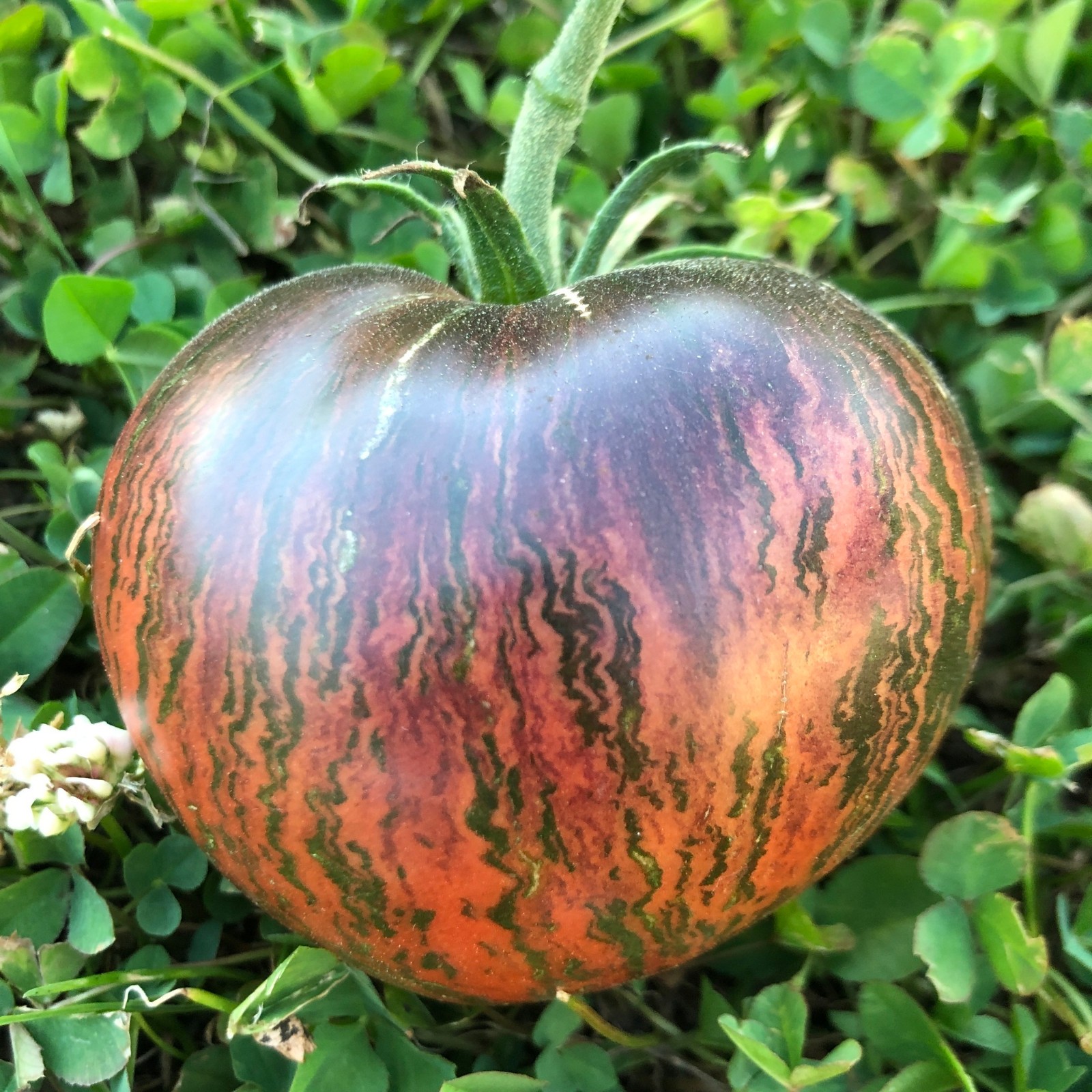 10 seeds Rebel Starfighter Prime Heart Tomato Rare ORGANIC Variety