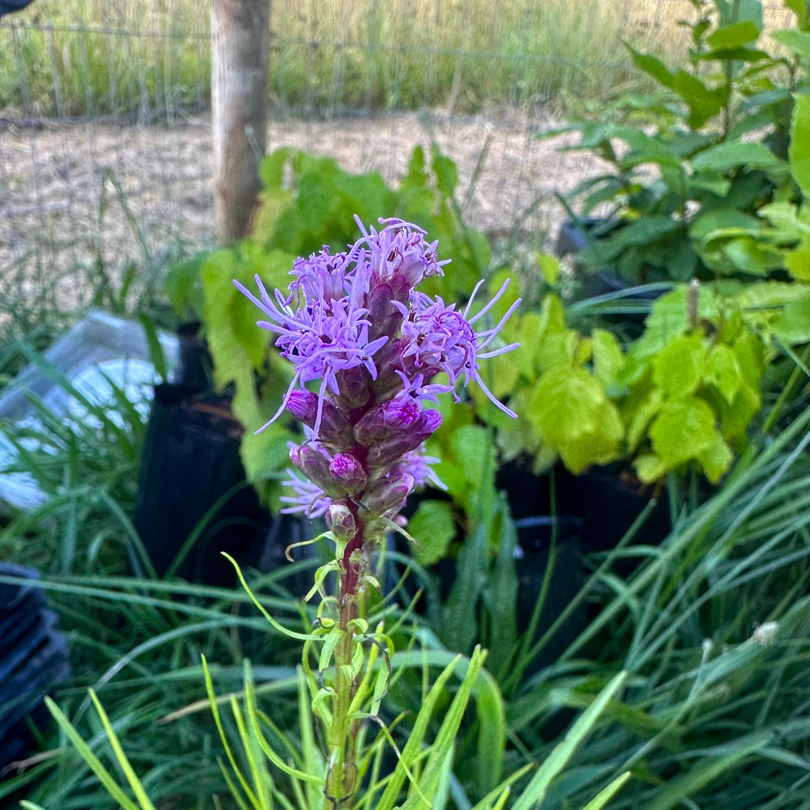 Liatris spicata – Dense Blazing Star – 50+ Seeds