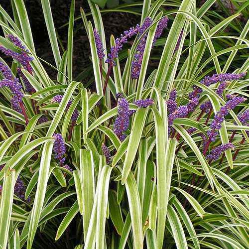 25 Seeds Monkey Grass Drought Tolerant Lily Turf Ornamental Grass Seed