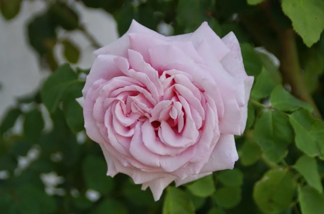1 (ONE) live plant of ROYAL HIGHNESS fragrant & big petals Rose 12-20″ Tall