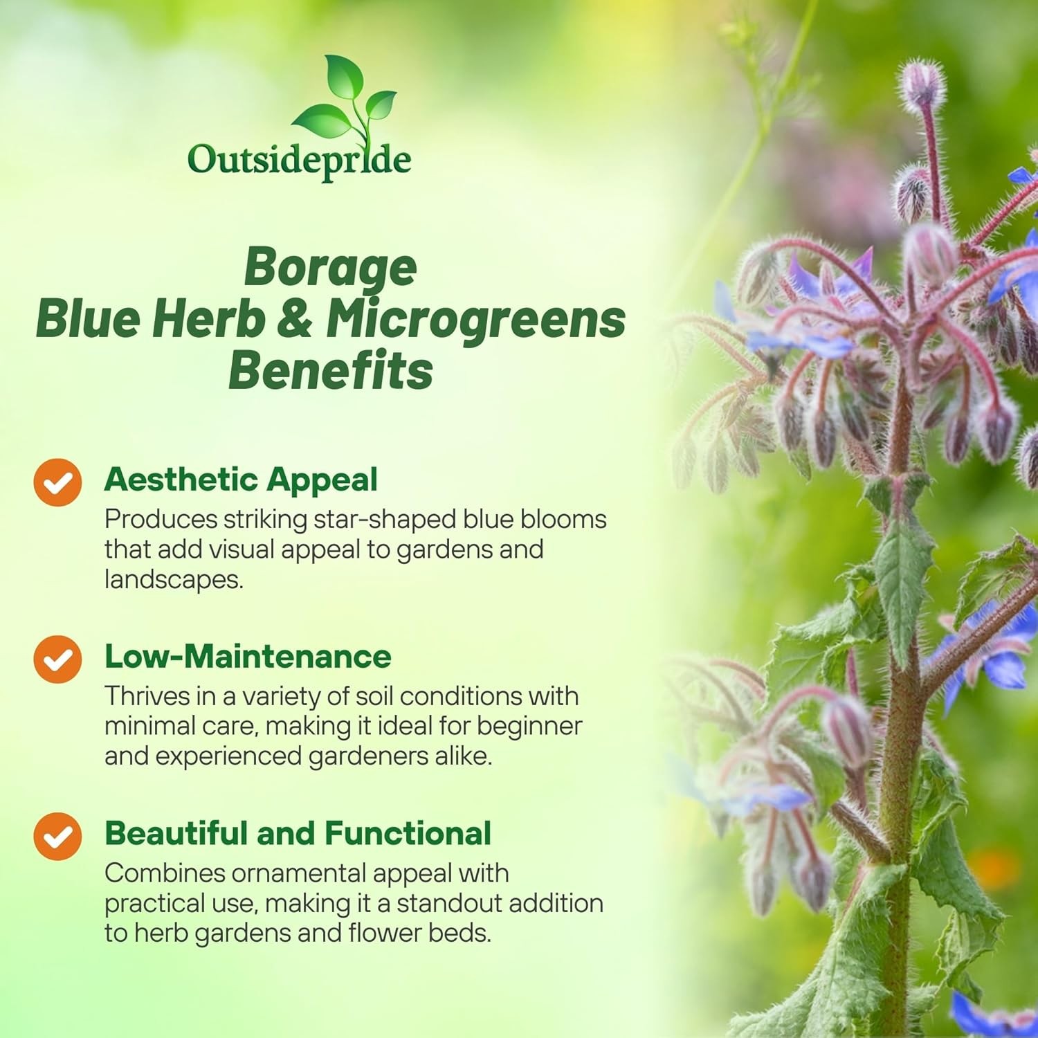 1 OZ Heirloom Borage Herb Seeds For Microgreens or Sprouting
