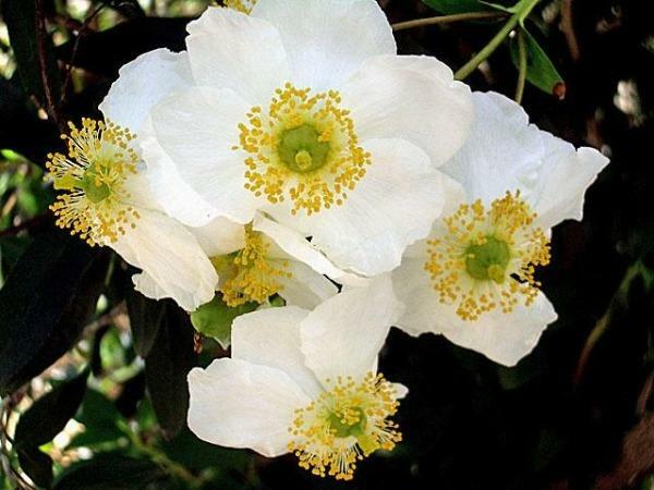 Carpenteria californica | Bush or California Anemone | 20 Seeds