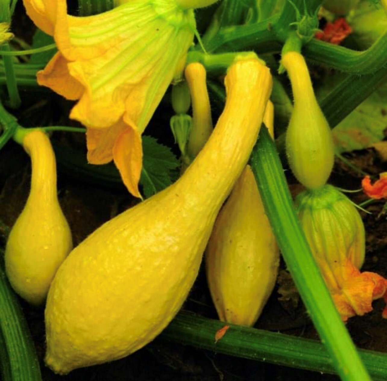 Early Prolific Straightneck Summer Squash Seeds | Heirloom | Organic | Zucchini