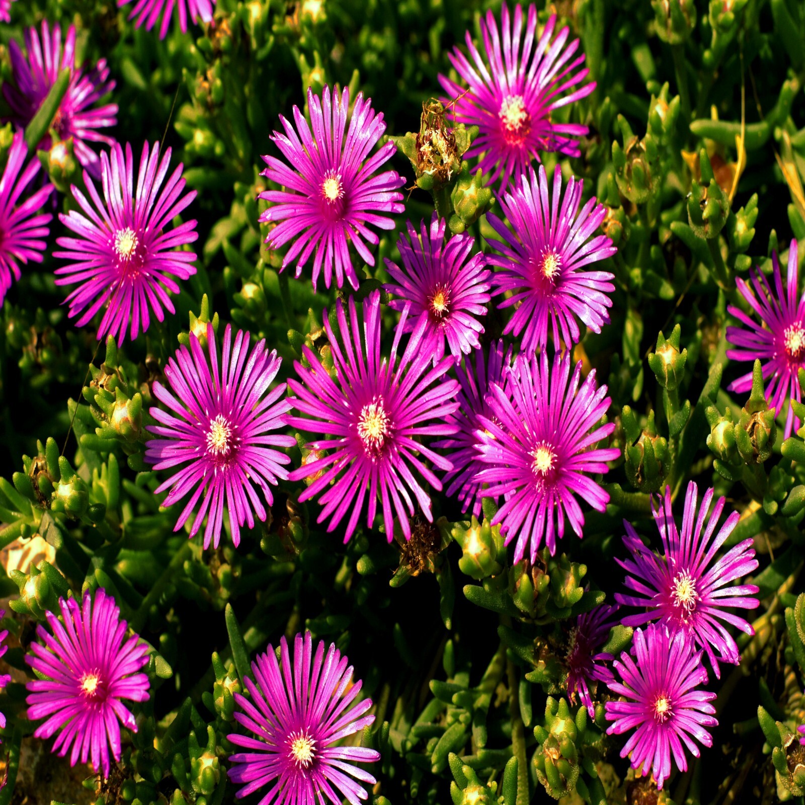 20 ICE PLANT Seeds (Delosperma Cooperi) Daisy Flower Hardy Ground Cover Plant