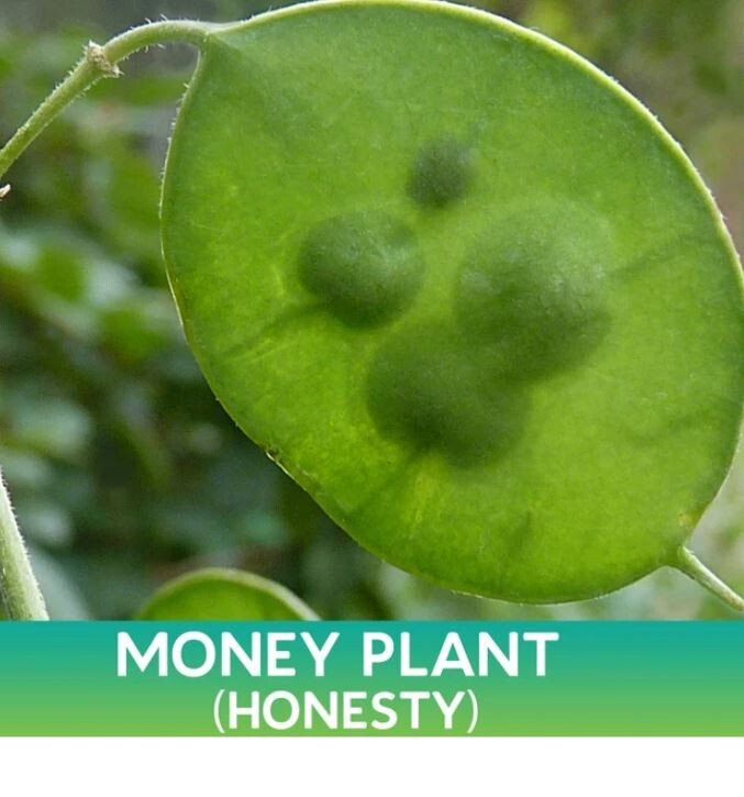 15 Lunaria Annua Seeds Brassicaceae Honesty Silver Dollar Money Plant Seeds