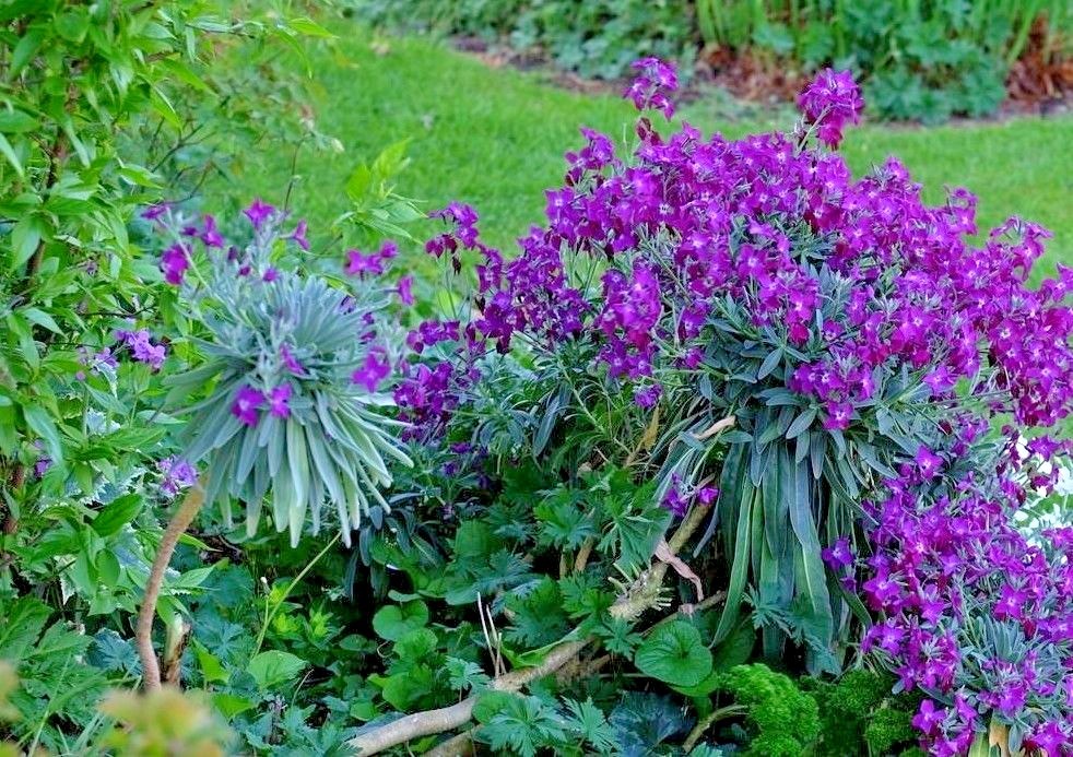 1001+EVENING SCENTED STOCK Seeds Perfume Plant Clove Summer Garden Container