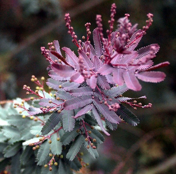 Acacia Baileyana v. Purpurea Tree Seeds “Purple Fern Leaf Mimosa” Yellow Flower