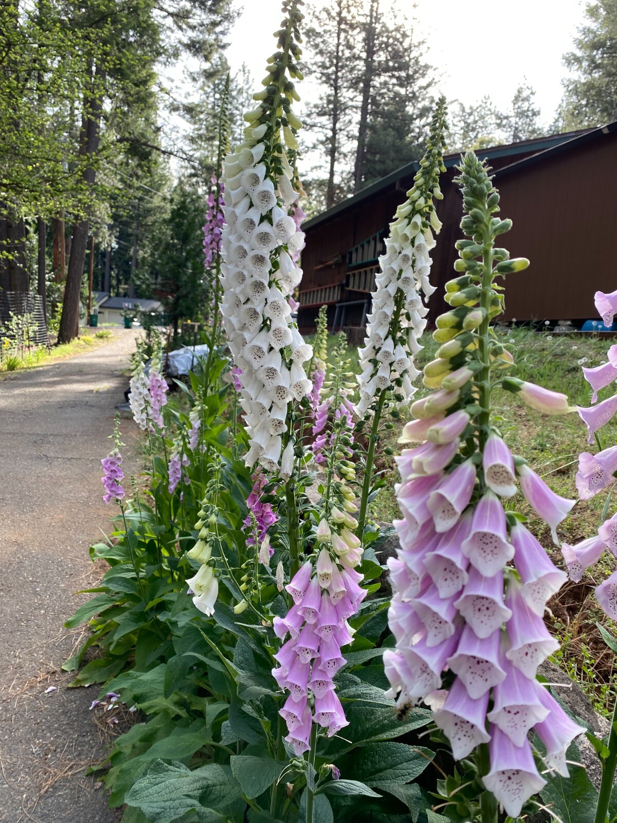 2 GRAMS FLOXGLOVE DIGITALIS (WILD) FOREST 2024 SEEDS, PERENNIAL FLOWER, NON GMO