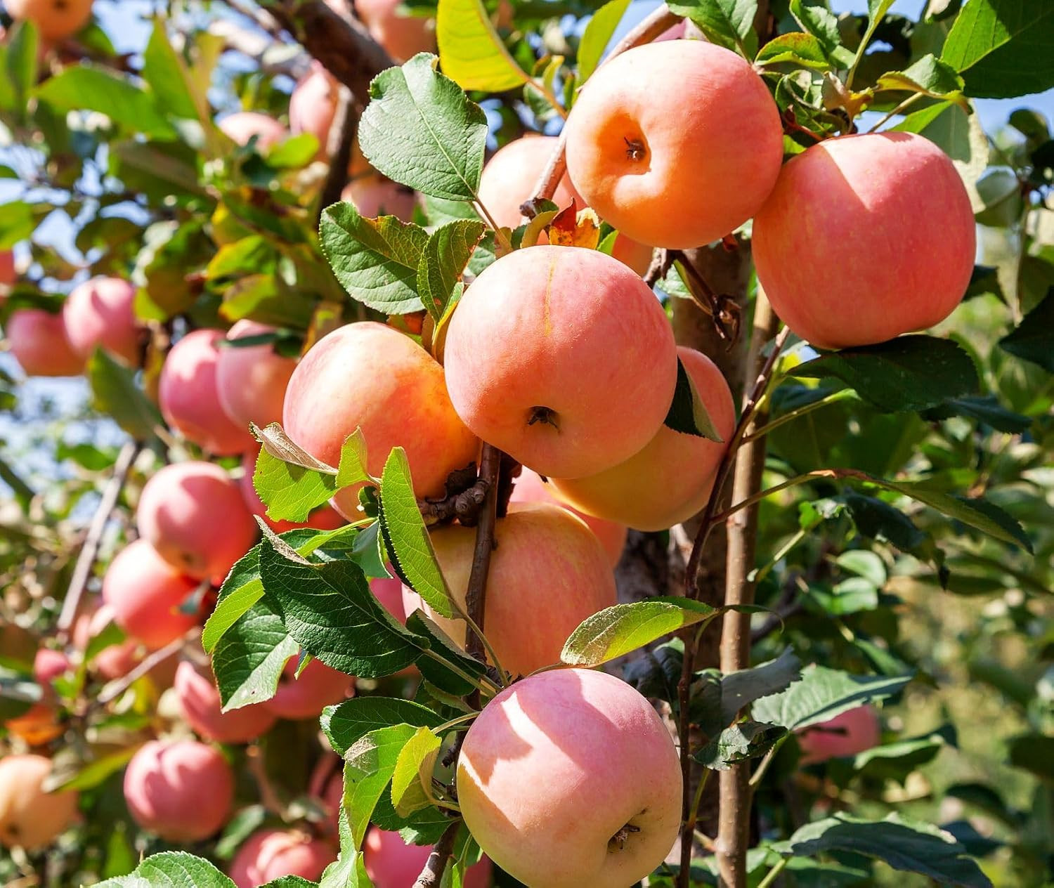 100 pcs Apple Tree Seeds Honey Crisp Honey Crunch Pomme Pommier Fruit Plant B…