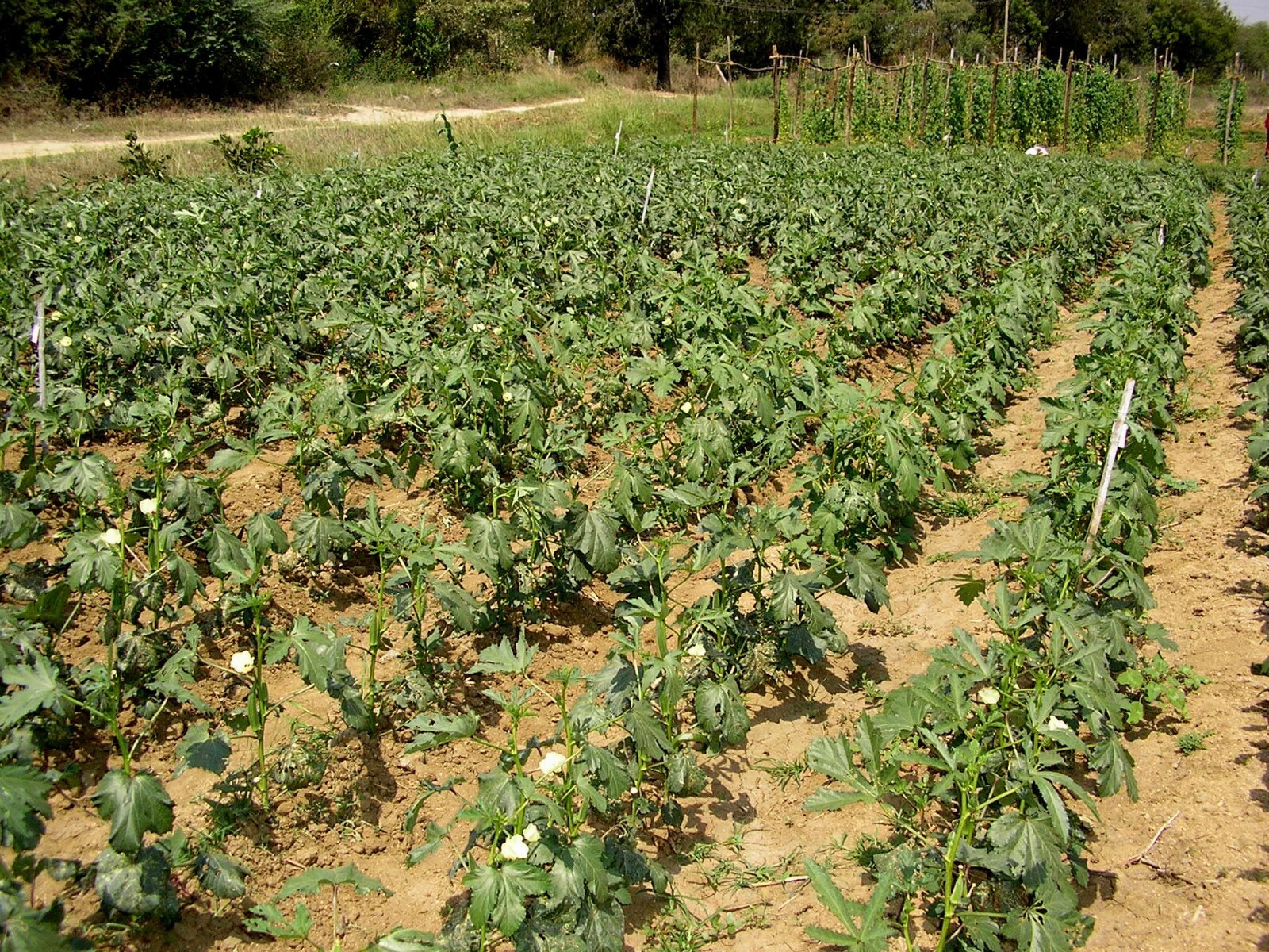 Hill Country Red Okra Seeds NON-GMO Heirloom Open Pollinated Easy to Grow! YUM!
