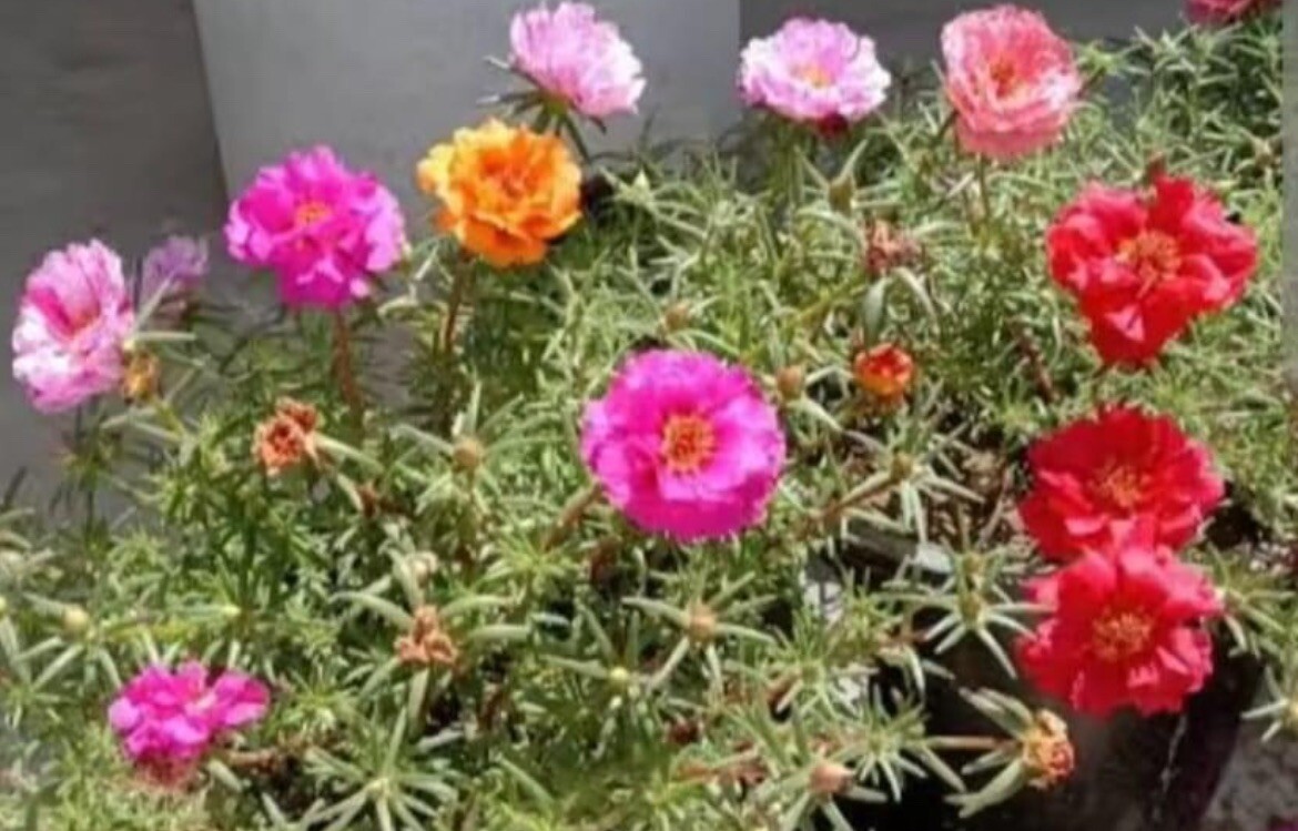 1000+ SEEDS MOSS Rose Double Mix Color- Portulaca grandiflora BUY2GET1FREE