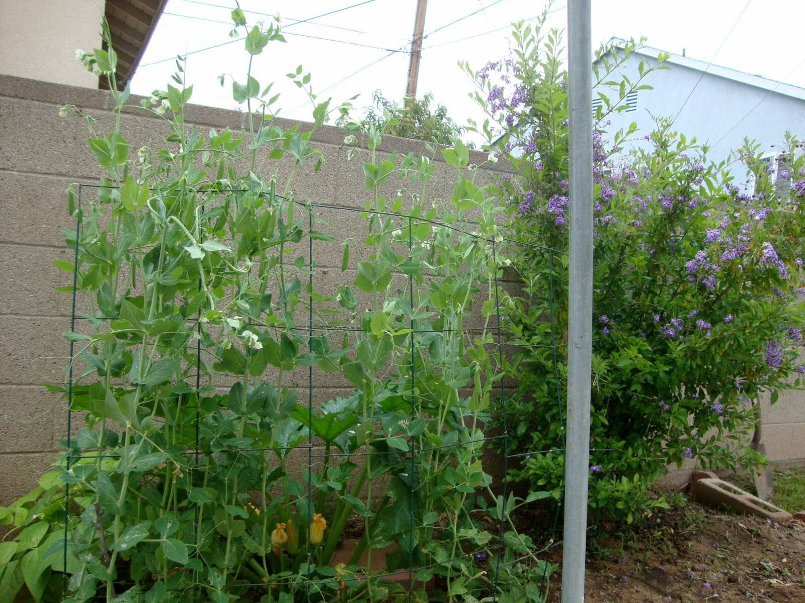 Peas – Sugar Snap – Sugar Ann, Pisum sativum